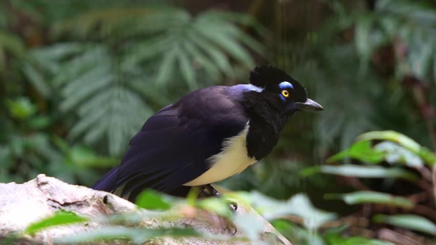 Close up shot of a Plush-crested Jay (cyanocorax chrysops) curiously looking around the surroundings.
