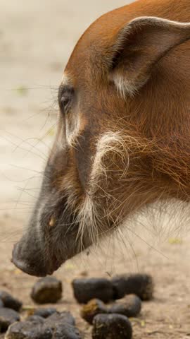 A red river hog sniffs the muddy ground during a close-up profile shot in daylight