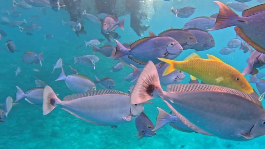 Maldives Snorkeling Over Coral Reef With School of Tropical Fish