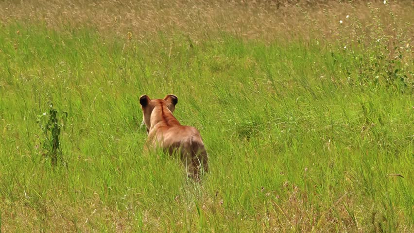Lone lioness prowls in the thick brush of Serengeti National Park, Africa, on the search for her next hunt. Cinematic wildlife scene capturing predator instinct, tension, and raw savannah survival.