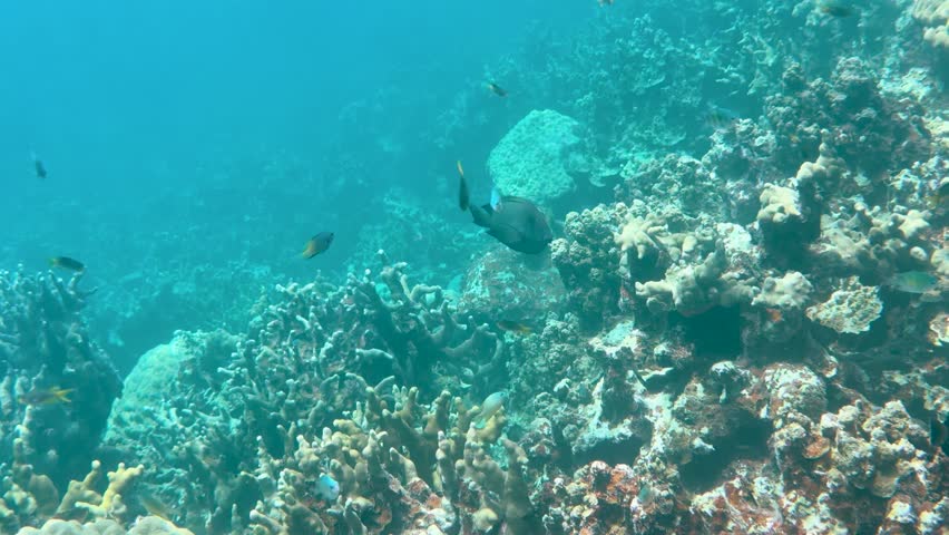 Sergeant major fish swim above a vibrant hard coral reef in clear blue tropical water