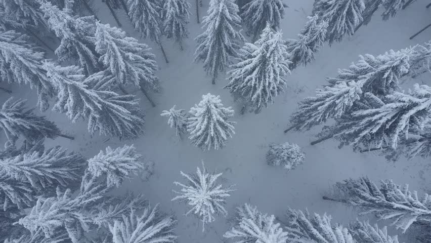 Aerial Top Down View of Winter Forest with Pine Trees Fully Covered in Deep Snow