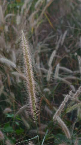 Fountain grass or pennisetum with silvery white feathery plumes and thin blades swaying in natural outdoor garden setting