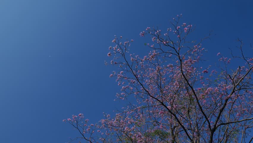 Beautiful pink tabebuia rosea trumpet tree flowers blooming on bare branches against vibrant clear blue sky background