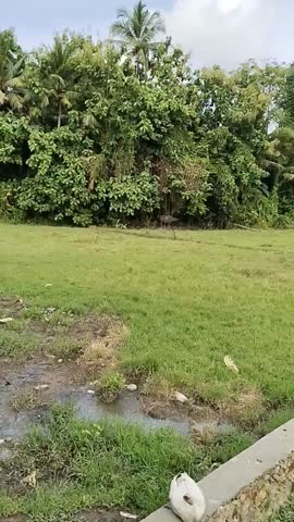 The atmosphere of the afternoon behind the house, which is still beautiful.