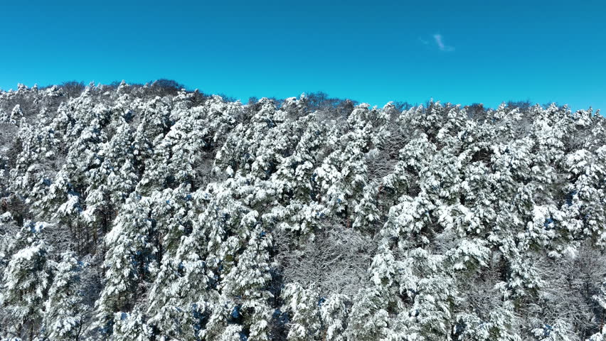 Stunning aerial shot of a dense pine forest covered in fresh white snow under a clear blue sky in Gdansk, Poland. Perfect for winter travel and nature documentaries.