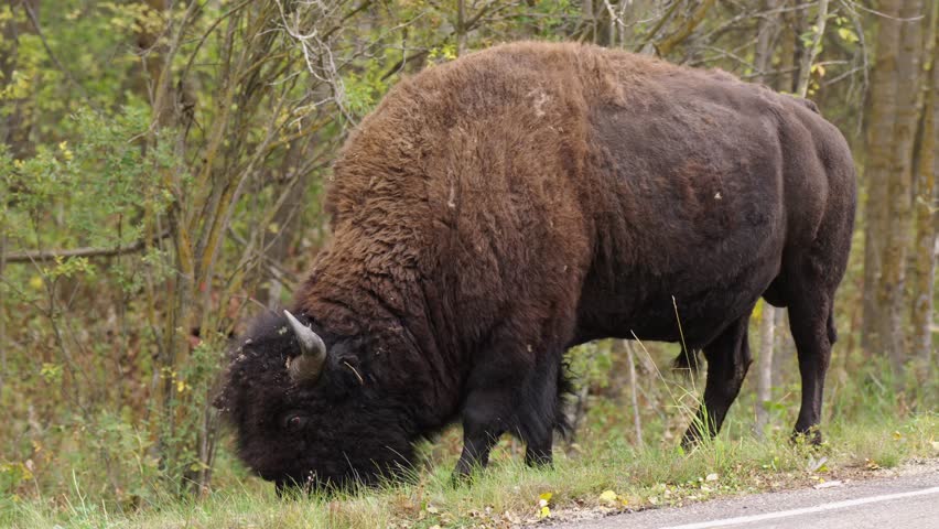 A majestic North American bison walking calmly along the roadside in Elk Island National Park, Alberta, grazing on fresh green grass.