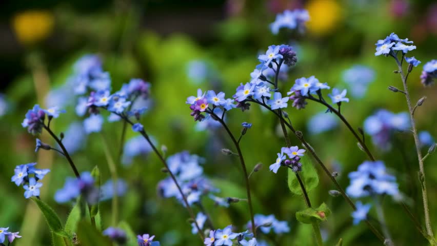 Delicate blue spring flowers blooming in soft sunlight