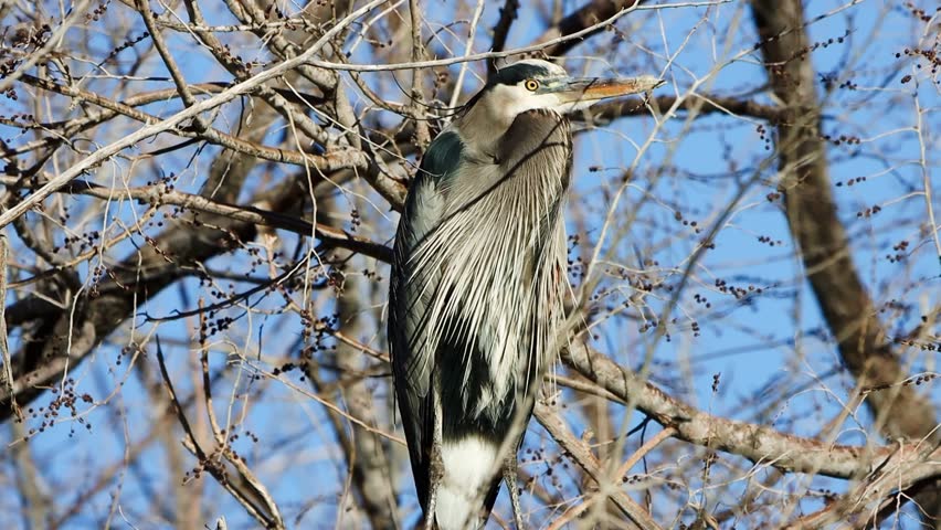 Close up of a great blue heron standing still while its feathers blow in the wind