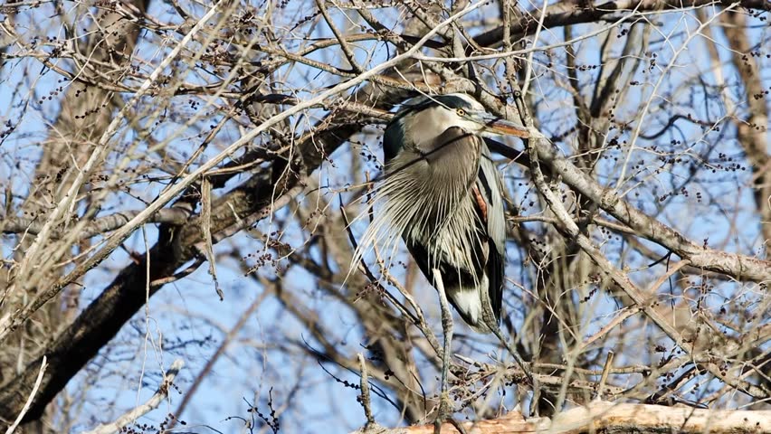 Blue heron shakes and wags its tail feathers on a tree branch.