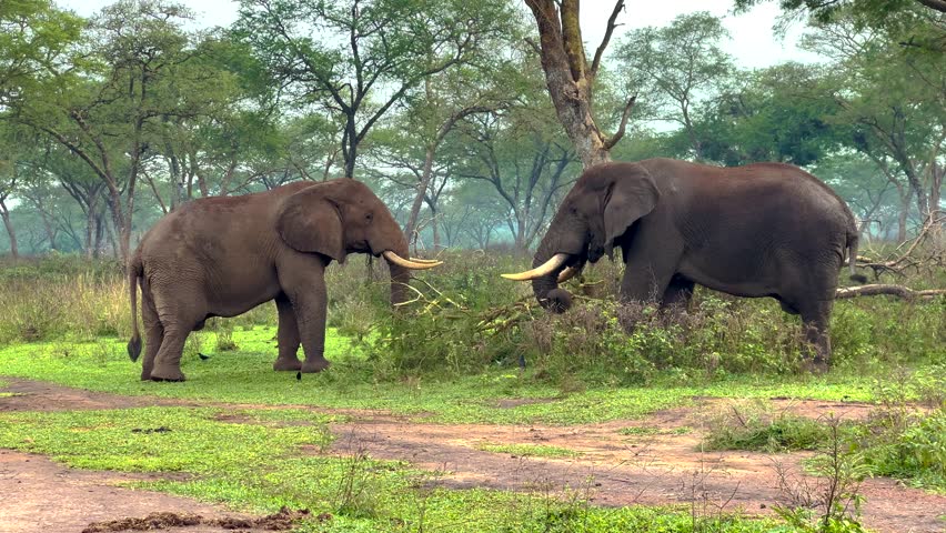 Two adult African bush elephants Loxodonta feed on vegetation while facing each other in Murchison Falls National Park, Uganda, with mild dominance assessment and non aggressive social interaction