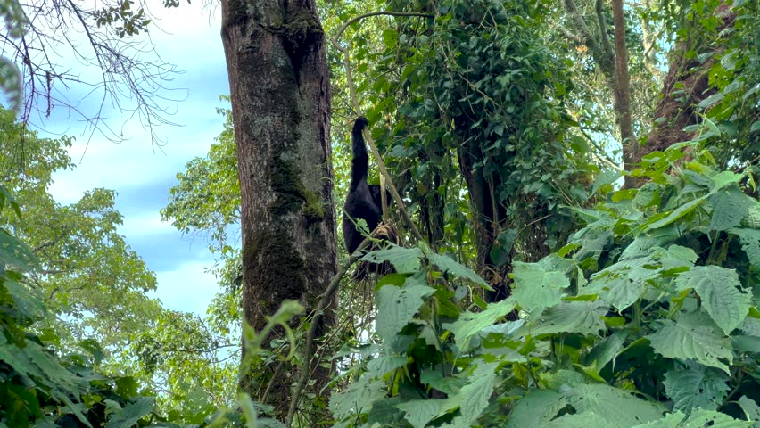 Young Mountain Gorilla beringei moves through dense rainforest plants in Bwindi Impenetrable Forest, Uganda, using arms to balance playful and climb during trekking encounter, tracking tele shot.
