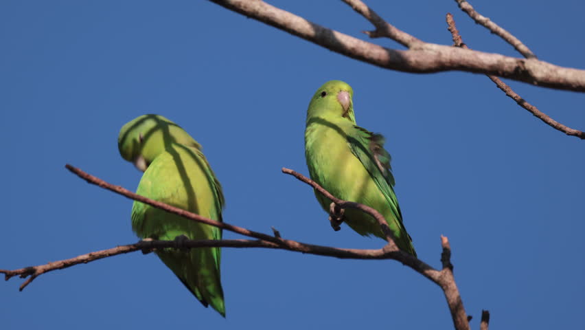 Tropical South American Cobalt-rumped Parrotlet parrot bird perched in Rainforest jungle tree