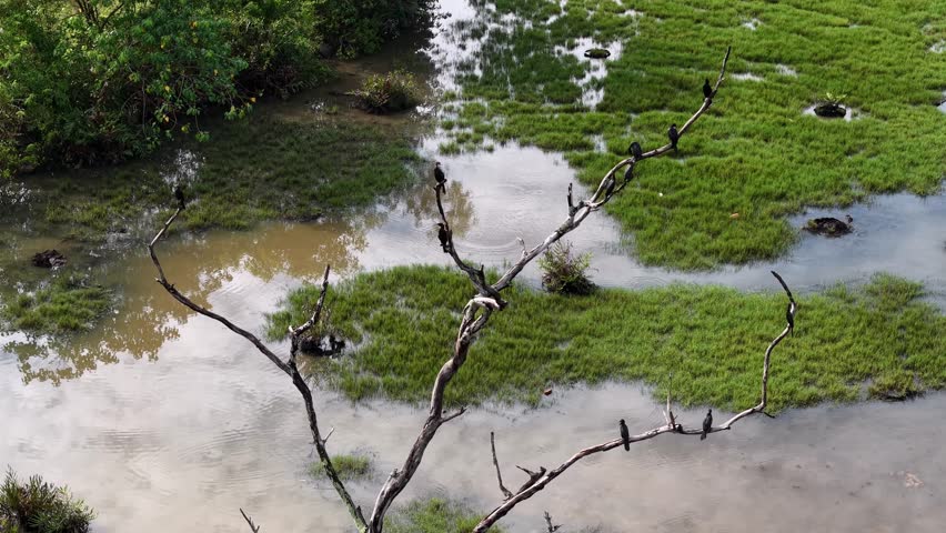 Drone view highlights heron bird resting on dry tree across shallow wetland waters.