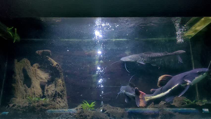 a Redtail catfish (Phractocephalus hemioliopterus) and tiger catfish, a large freshwater species native to South America. 