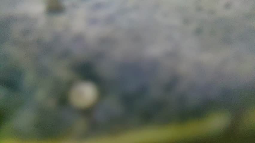 a Redtail catfish (Phractocephalus hemioliopterus) and tiger catfish, a large freshwater species native to South America. 