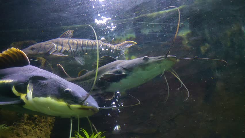 a Redtail catfish (Phractocephalus hemioliopterus) and tiger catfish, a large freshwater species native to South America. 