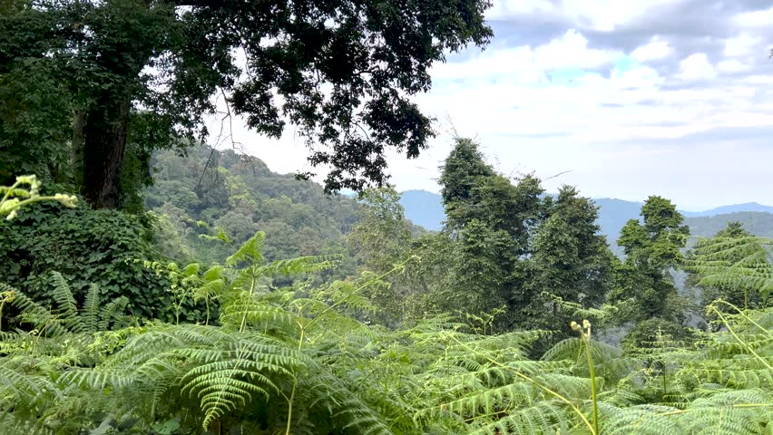 Lush panning shot of Bwindi Impenetrable Forest National Park in southwestern Uganda, sweeping across fern-filled foreground and thick tropical hills, shelter critically endangered mountain gorillas