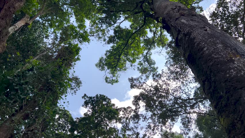 Upward view of the Afromontane rainforest canopy in Bwindi Impenetrable Forest, Uganda, Mountain gorilla family resting in dense jungle vegetation, Bwindi Impenetrable Forest, Uganda