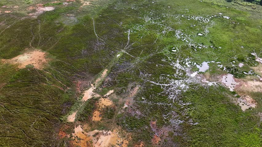 Aerial view marsh wetland with scattered standing water pools, grassy vegetation and crisscrossing trails.