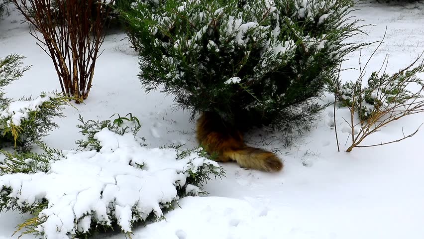 A cat sits on white snow under a green juniper bush in winter
