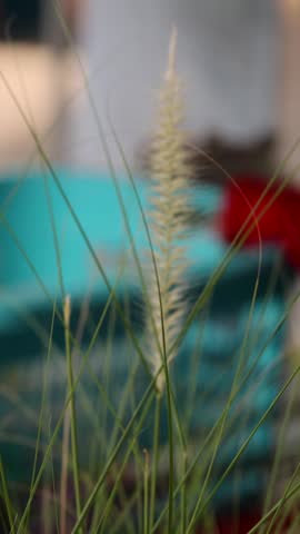 A vertical close-up of delicate Desho grass plumes swaying gently against a blurred background.
