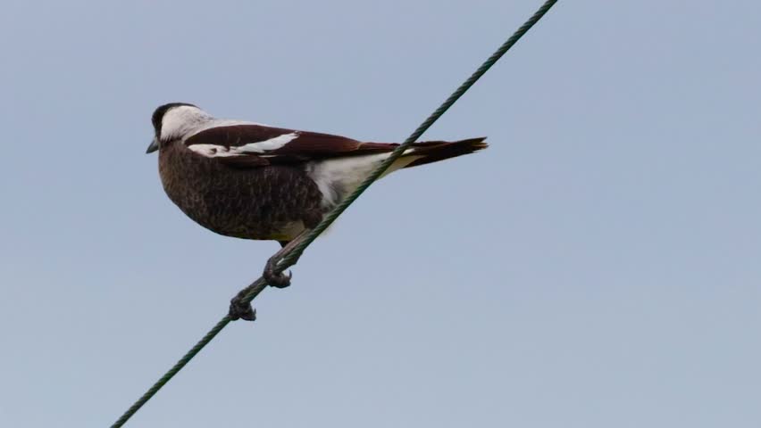A black and white Australian magpie balances on a diagonal wire against a clear sky.