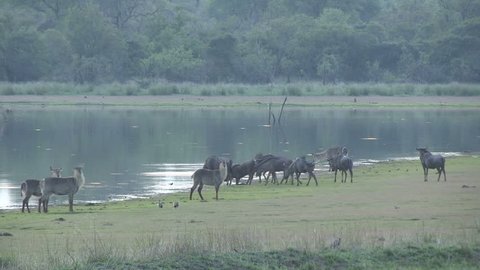 blue wildebeest and waterbuck herd at dam