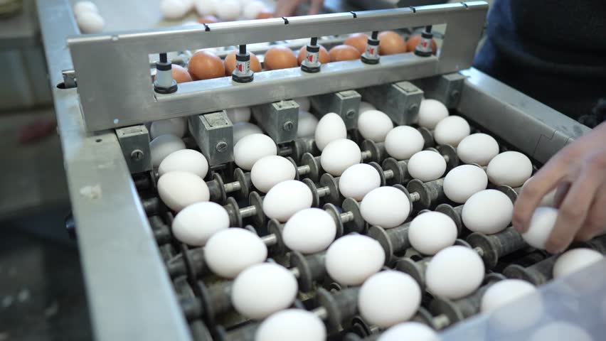 Machine sorting white and brown eggs on a production line in a farm facility during the day