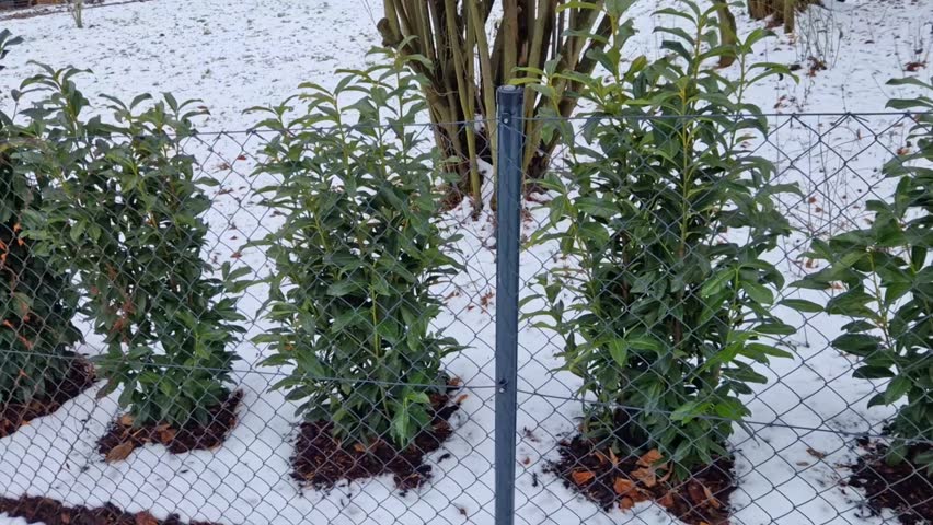 For dense hedge,  plant plants with a distance of approximately 80–100 cm. Care In spring, with fertilizer for ornamental trees. maintain shape and density, pruning is carried out, ideally after flowering. It blooms white in May to July.
