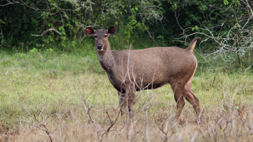 A wild Sri Lankan sambar deer (Rusa unicolor unicolor) standing alert in a natural forest clearing. The large herbivore looks toward the camera while surrounded by tropical vegetation. Ideal for wildl
