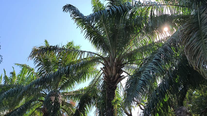 Tropical Paradise Palm Trees 8K