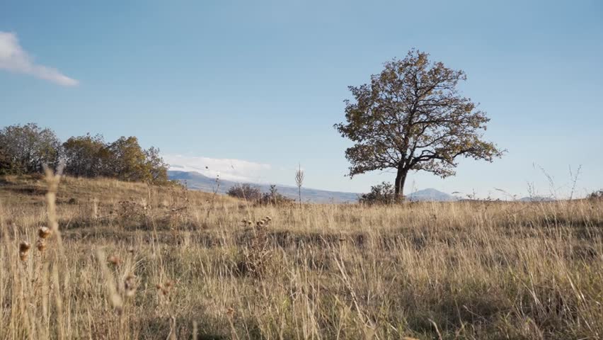 Lonely tree on hill top against clear blue sky in autumn day
