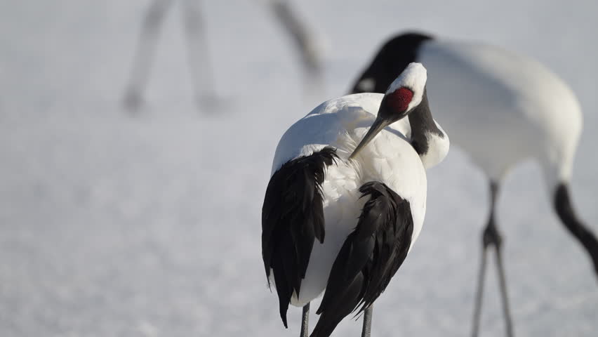 4K video of a red-crowned crane preening itself on a snowy field in Kushiro Marsh, Hokkaido