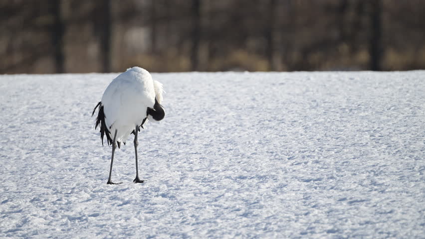 4K video of a red-crowned crane preening itself on a snowy field in Kushiro Marsh, Hokkaido