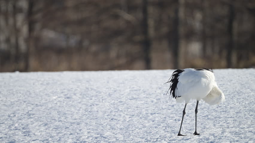 4K video of a red-crowned crane preening itself on a snowy field in Kushiro Marsh, Hokkaido