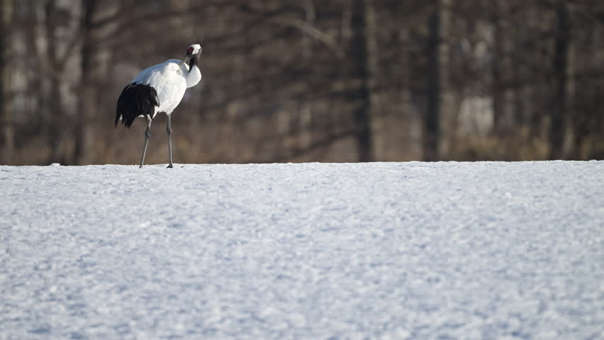 4K video of a red-crowned crane preening itself on a snowy field in Kushiro Marsh, Hokkaido