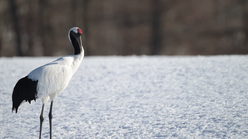 4K video of a red-crowned crane preening itself on a snowy field in Kushiro Marsh, Hokkaido