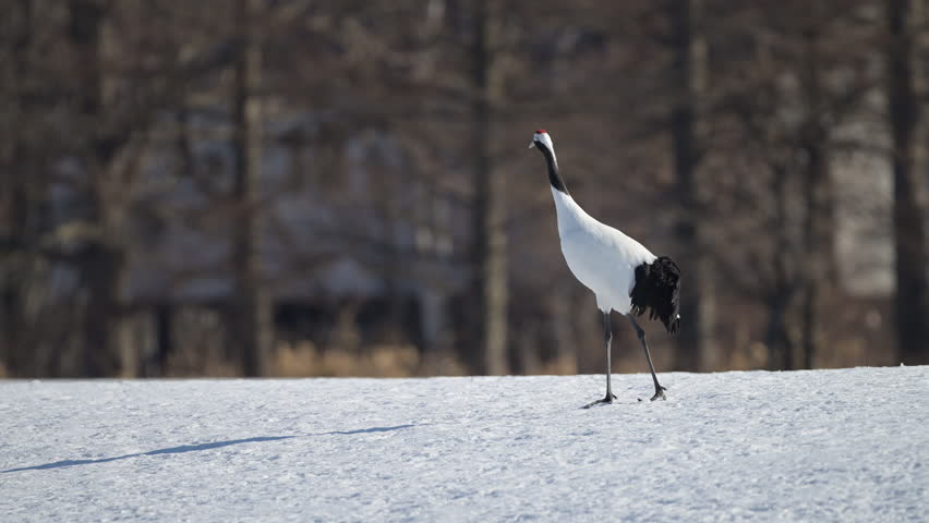 4K video of a red-crowned crane preening itself on a snowy field in Kushiro Marsh, Hokkaido