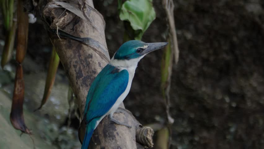 A blue white collared kingfisher bird is standing on a branch of tree by the riverbank as it is moving its head and tail looking for prey insects to feed on.
