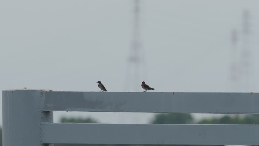 A pair of pacific swallos are walking on a white metal fence then flying off into the air.