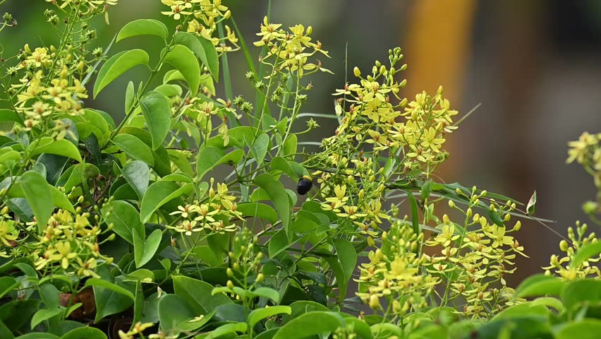 Bumble bee honey-hopping among small yellow flowers
