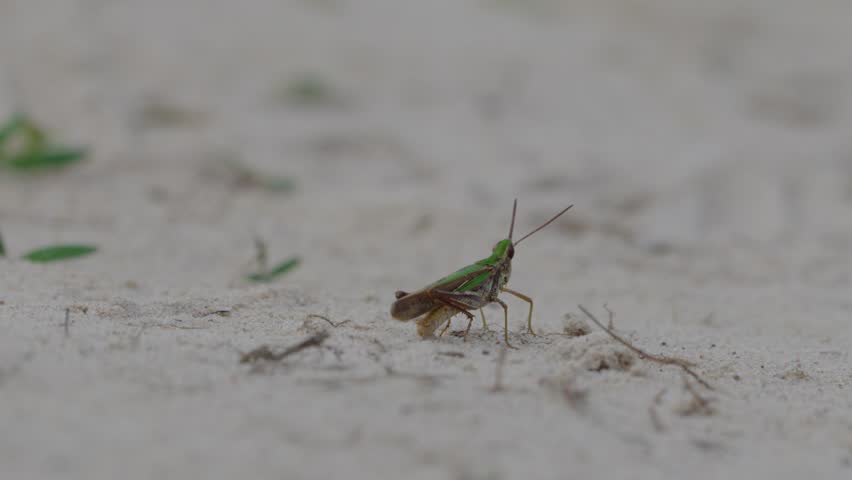 Macro panning following view of a green grasshopper insect that is walking on sandy surface.