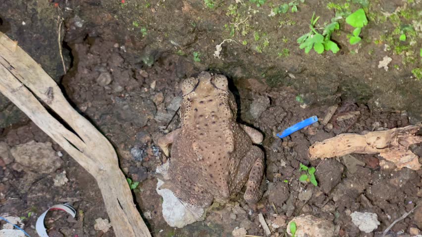 Common toad sitting on the ground among rocks and green plants in the garden