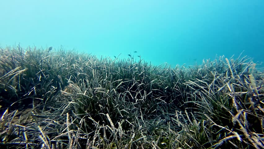 Underwater wide angle view of dense green Posidonia oceanica seagrass meadow swaying in crystal clear turquoise Mediterranean sea water near Gozo Malta on a bright sunny summer day with small fish