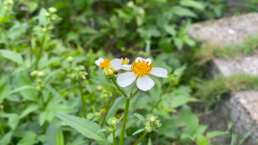 Small white wildflower with yellow center blooming in the green garden