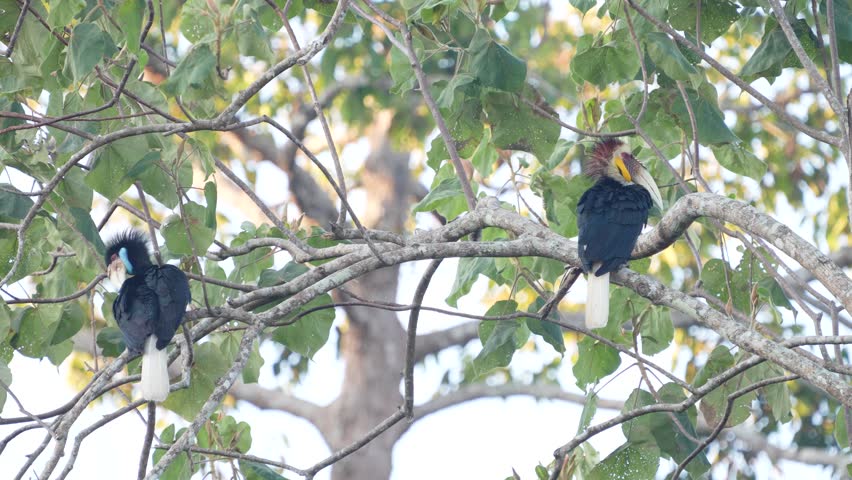 Wreathed hornbill, Bar-pouched wreathed hornbill eating wild fruit birdwatching in the forest.	