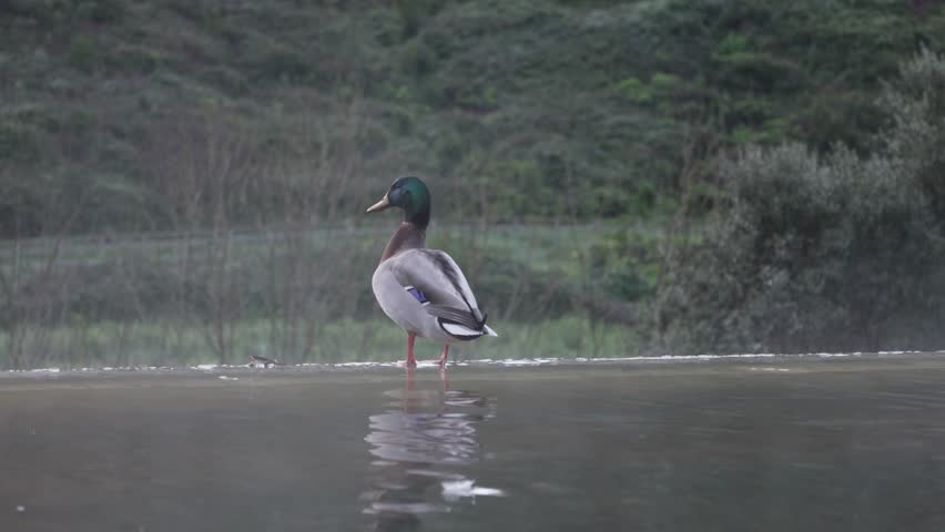  Male mallard duck taking off from water surface