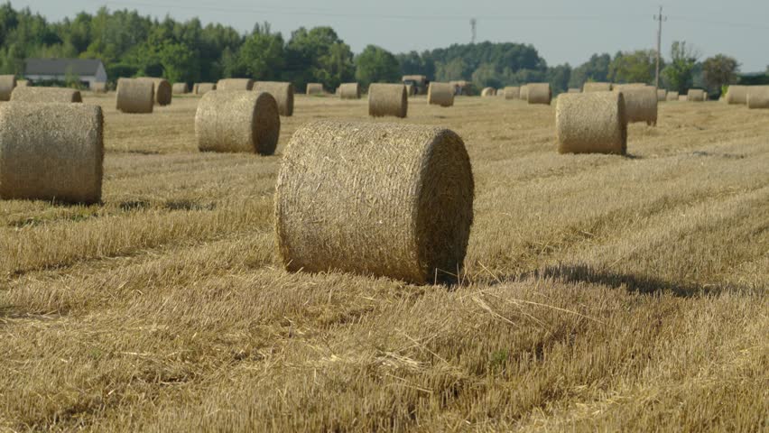 Rolling hay bales in golden fields under a bright summer sky