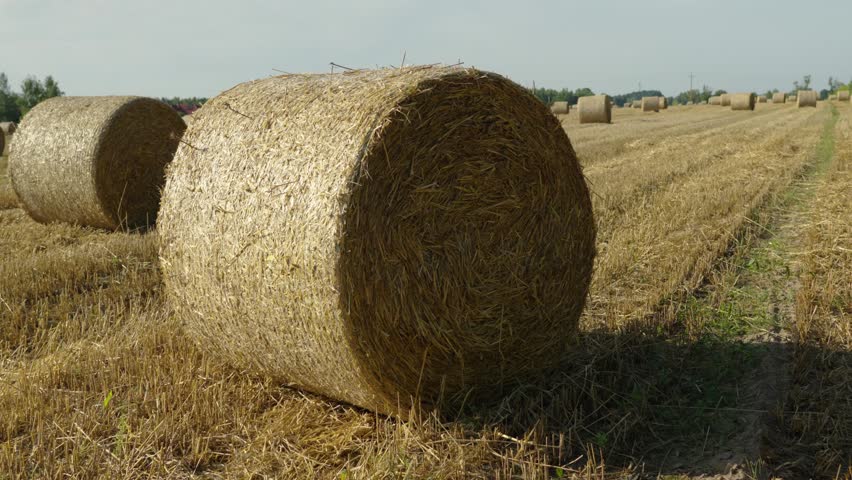Bales of hay scattered across a golden field under a clear blue sky